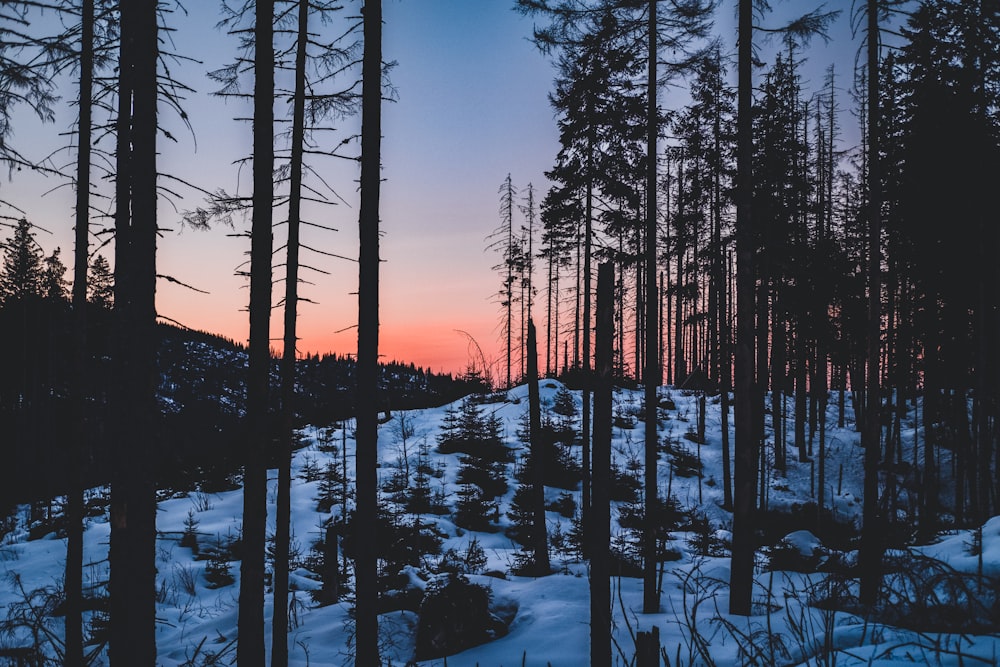 trees on snow covered ground during sunset