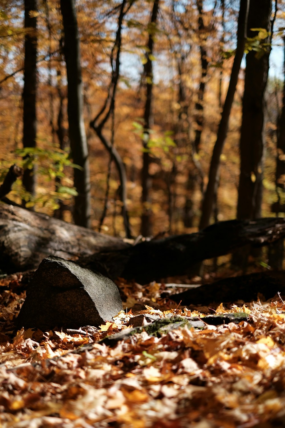 brown dried leaves on ground