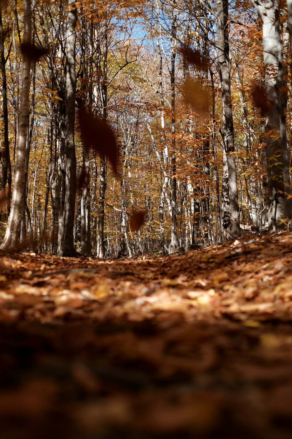 brown tree trunk during daytime