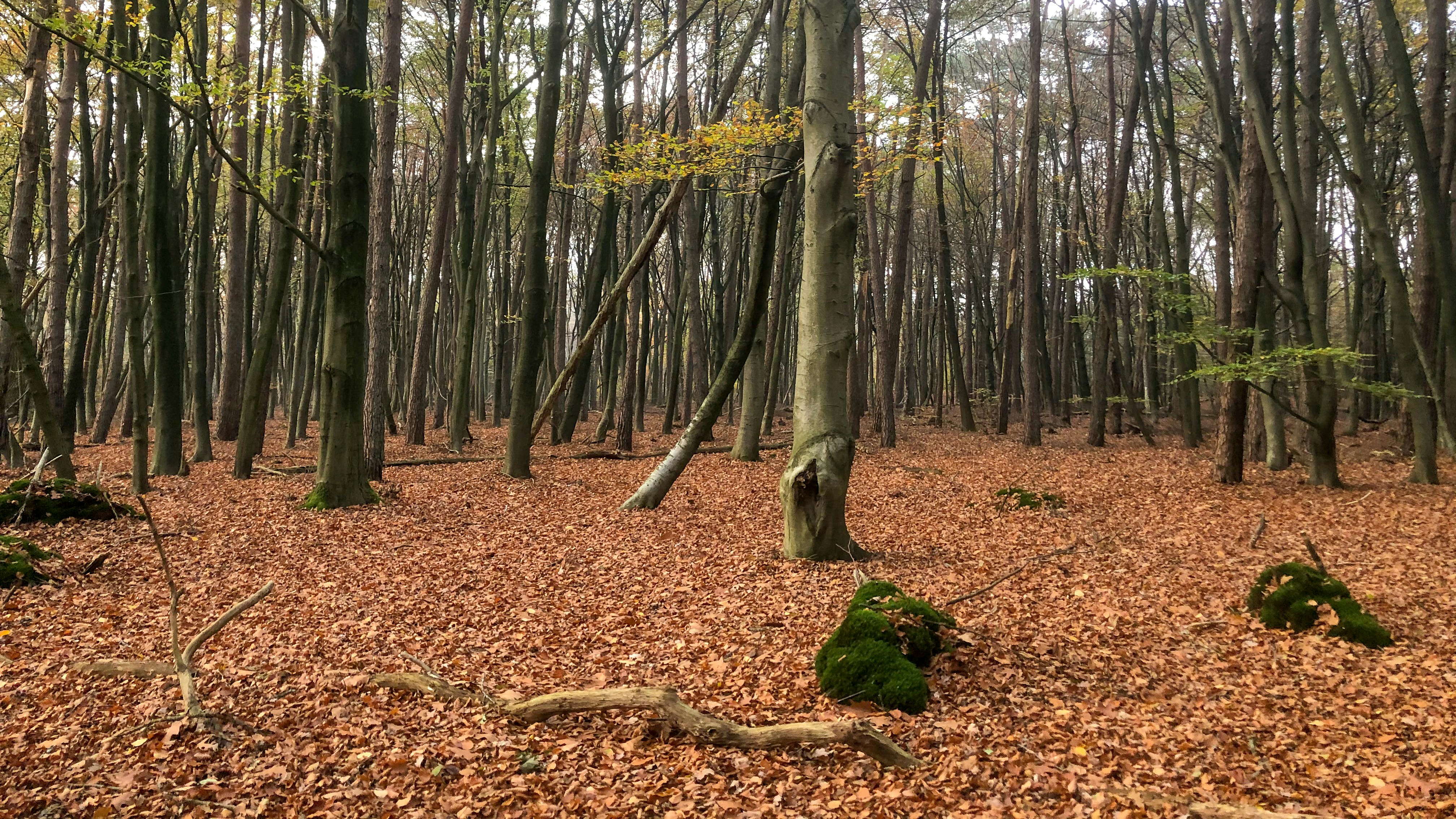 Photo by wimvanteinde