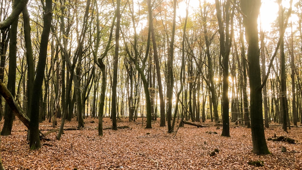 árboles marrones y verdes durante el día