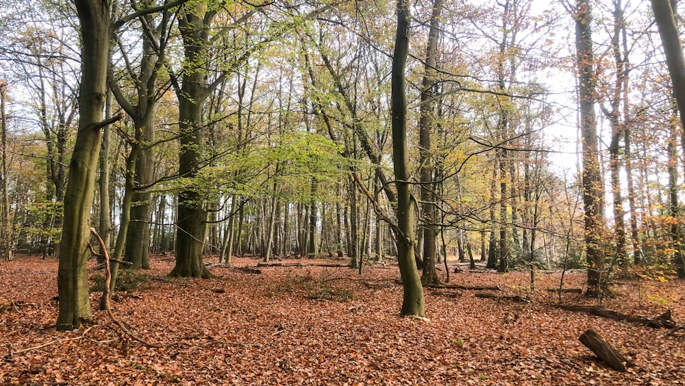 green trees on brown dried leaves