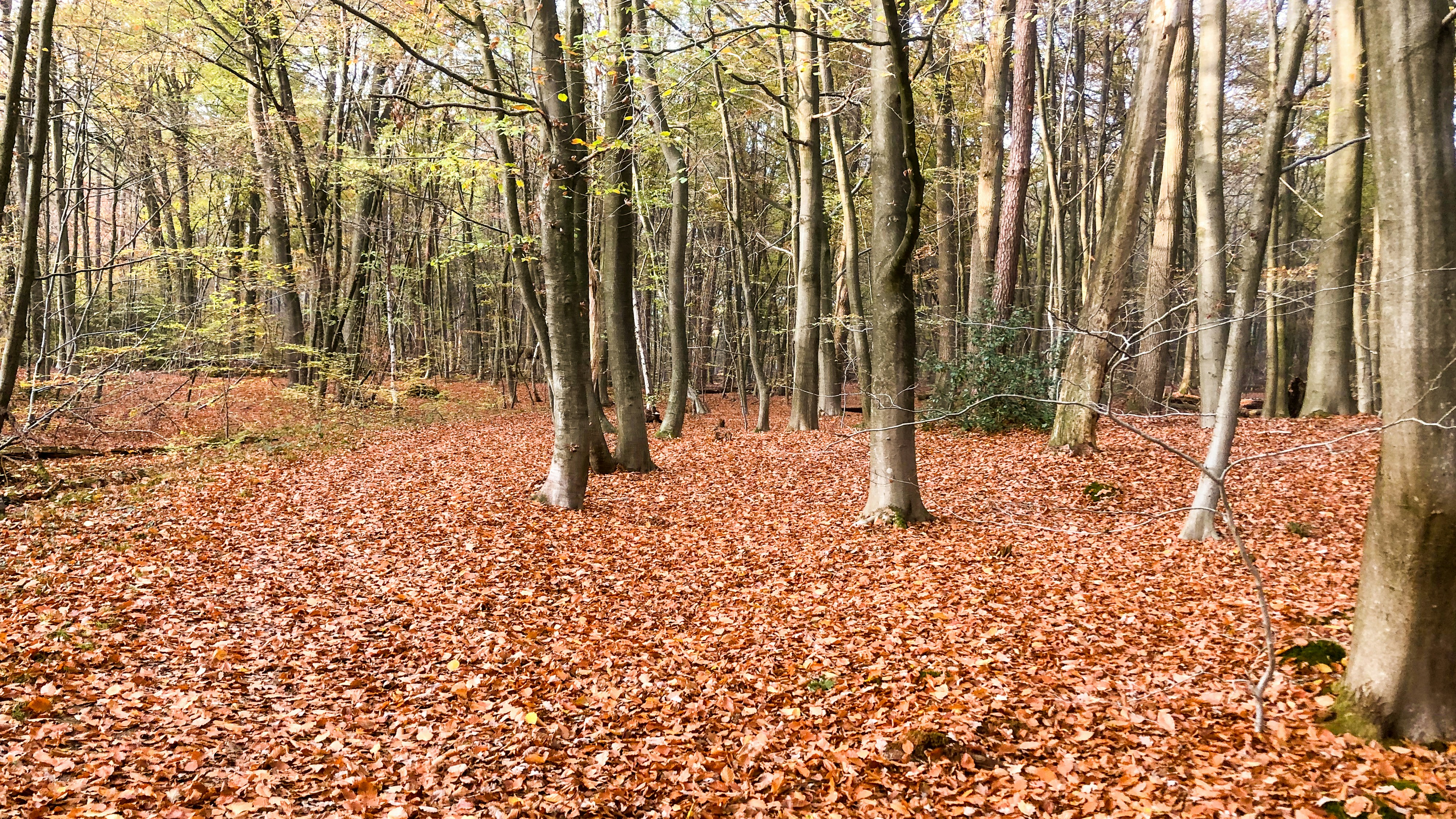 Photo by wimvanteinde