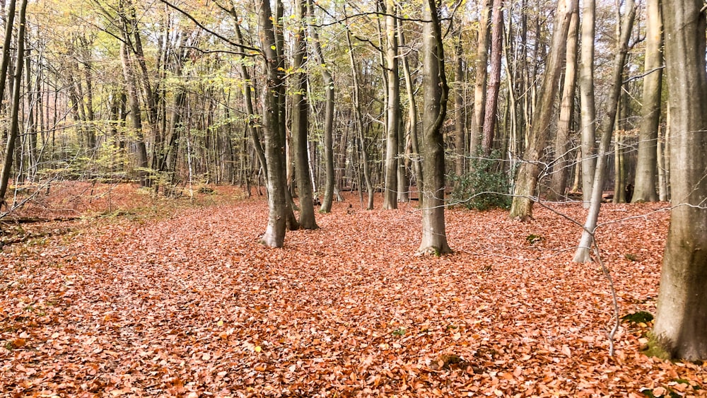 brown dried leaves on ground