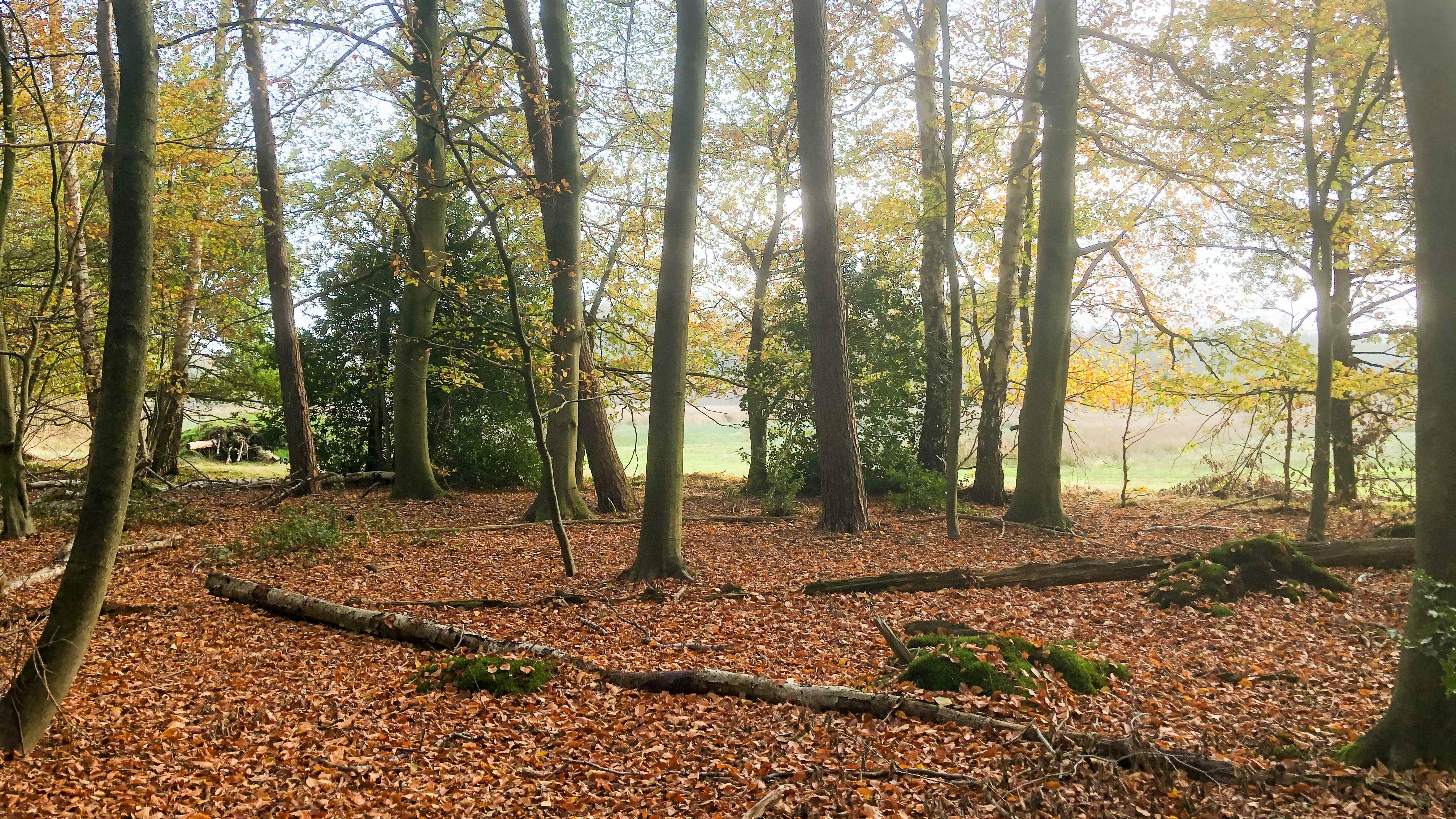 Photo by wimvanteinde