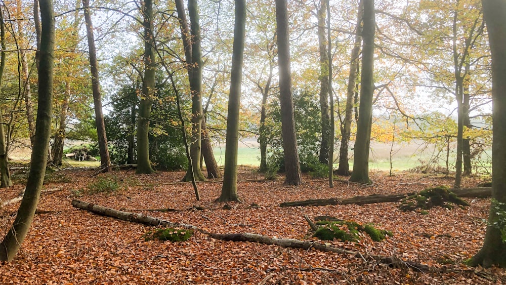 brown trees on forest during daytime