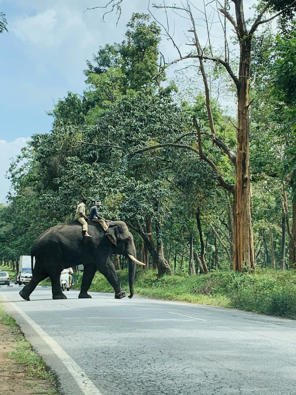 man riding elephant on road during daytime
