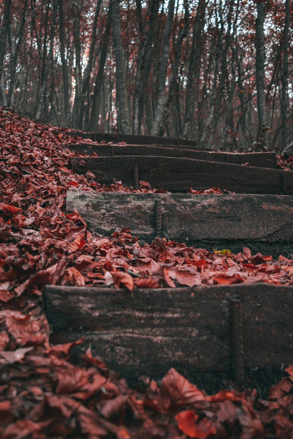 brown dried leaves on brown wooden fence