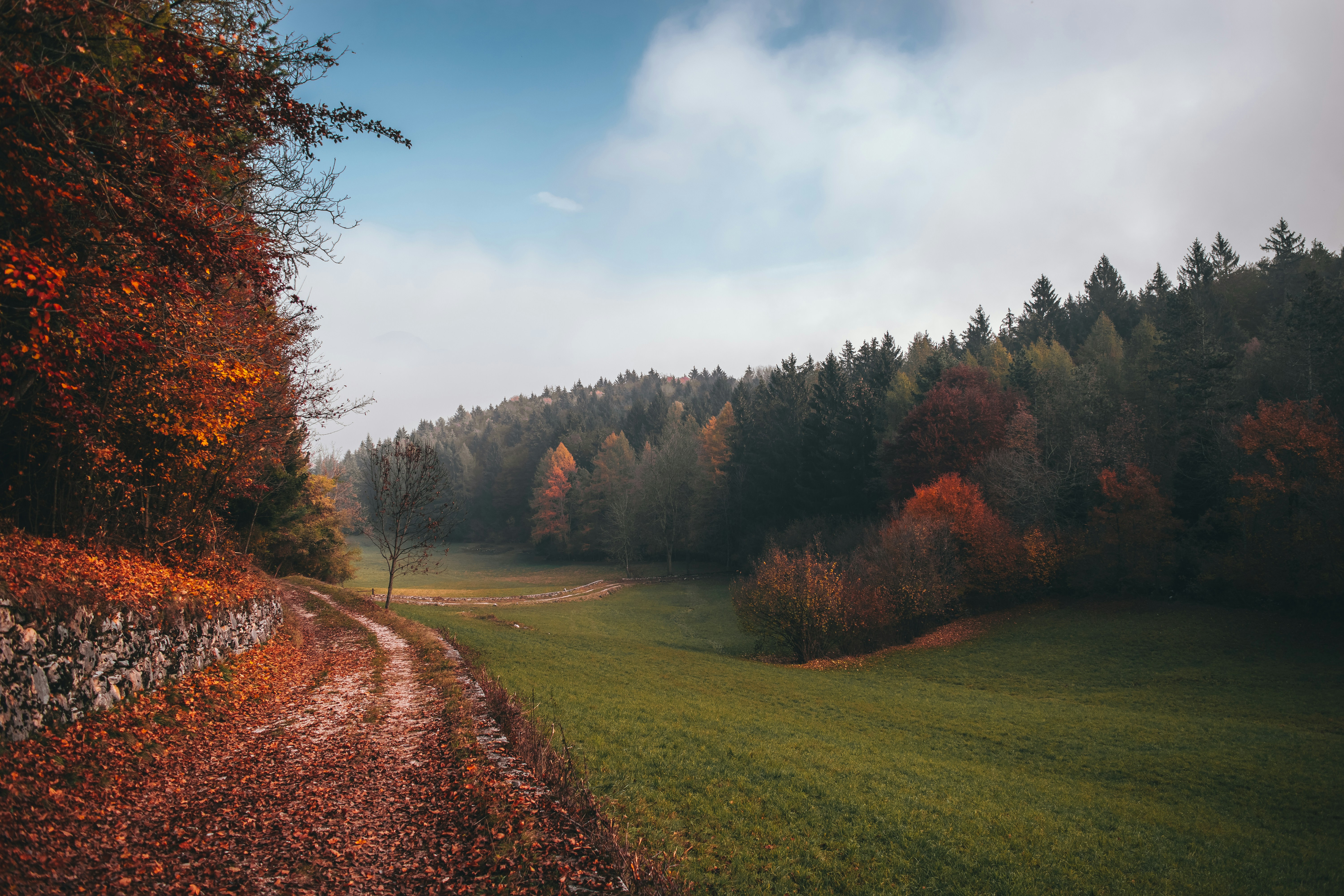 green grass field with trees under blue sky during daytime