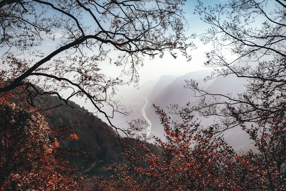 brown bare tree on brown mountain during daytime