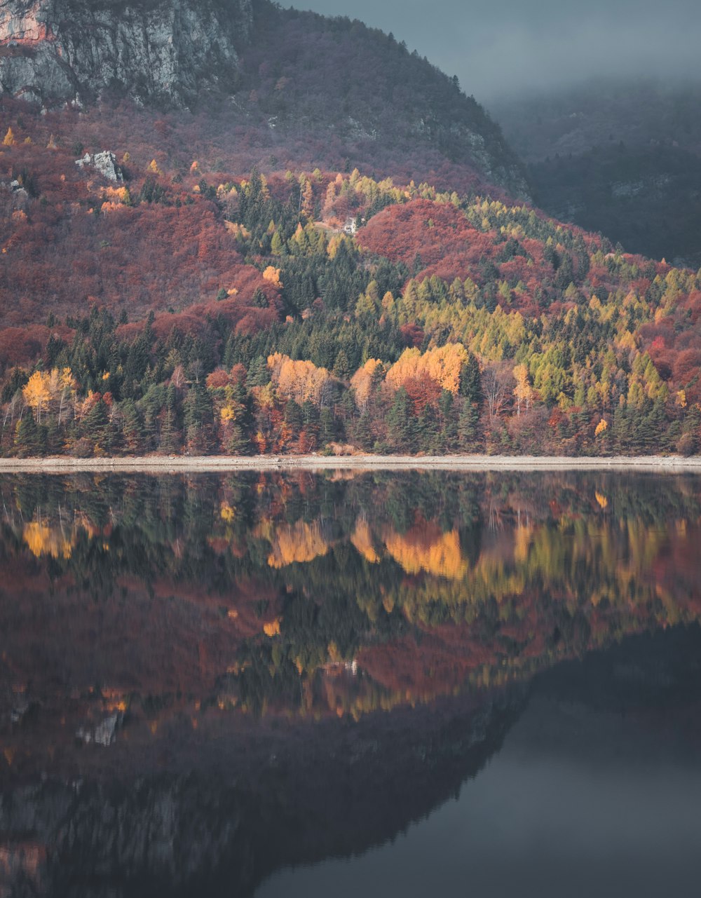 green and brown trees beside lake during daytime