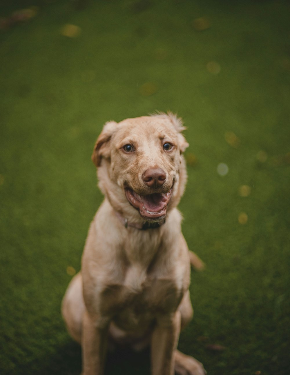 brown short coated dog on green grass field during daytime