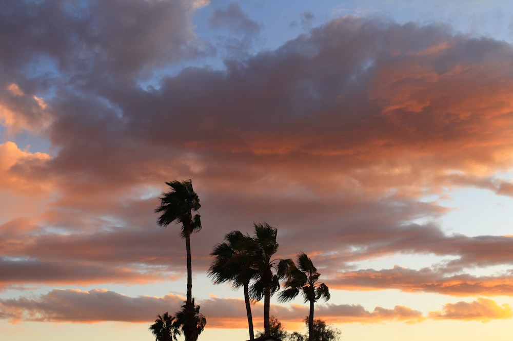 silhouette of palm tree during sunset