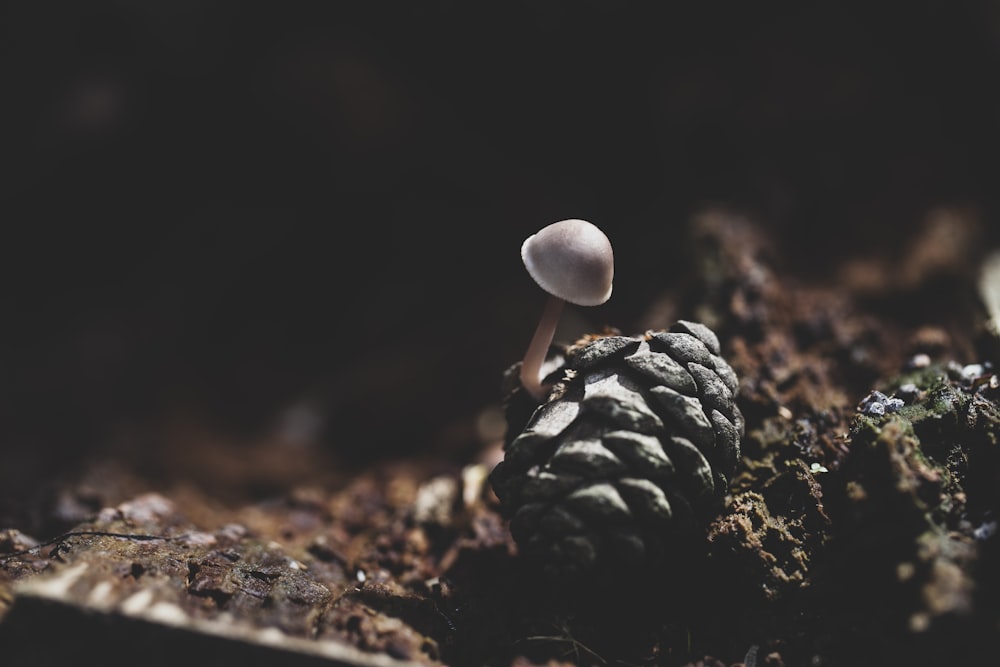 white and brown mushroom on brown soil