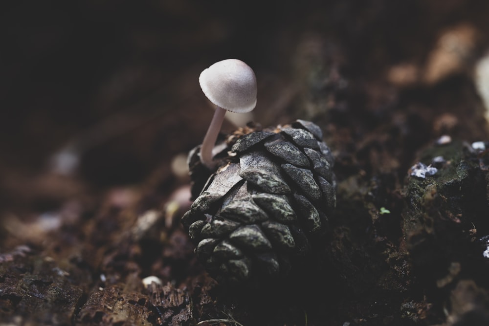 brown and white mushroom in close up photography