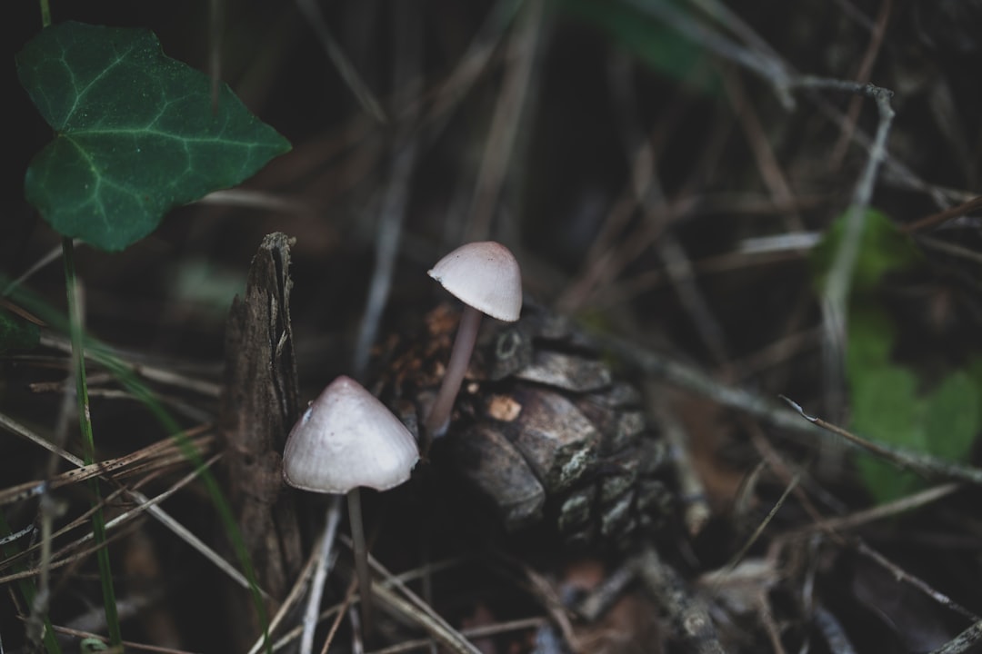 white mushroom on brown dried leaves