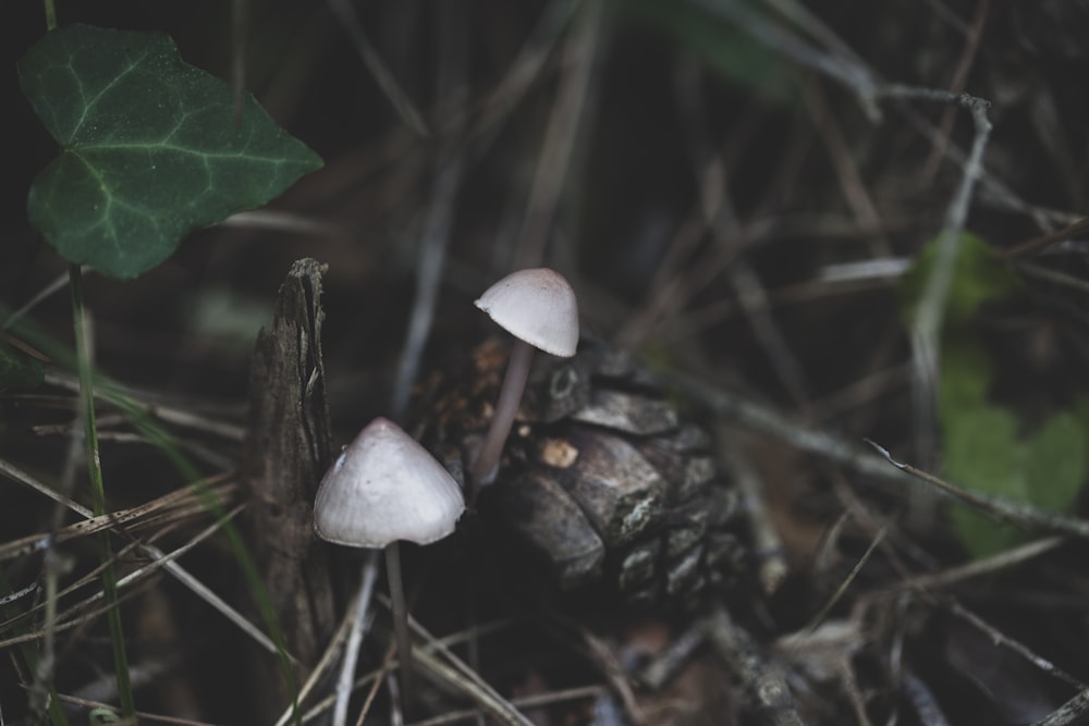 cogumelo branco em folhas secas marrons
