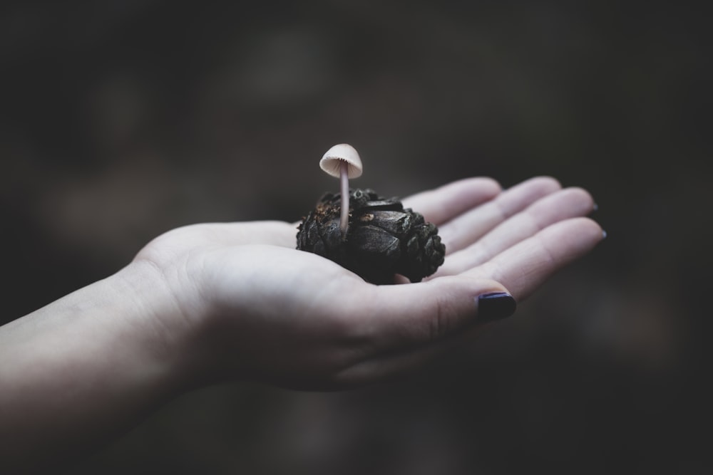 person holding black and white shell