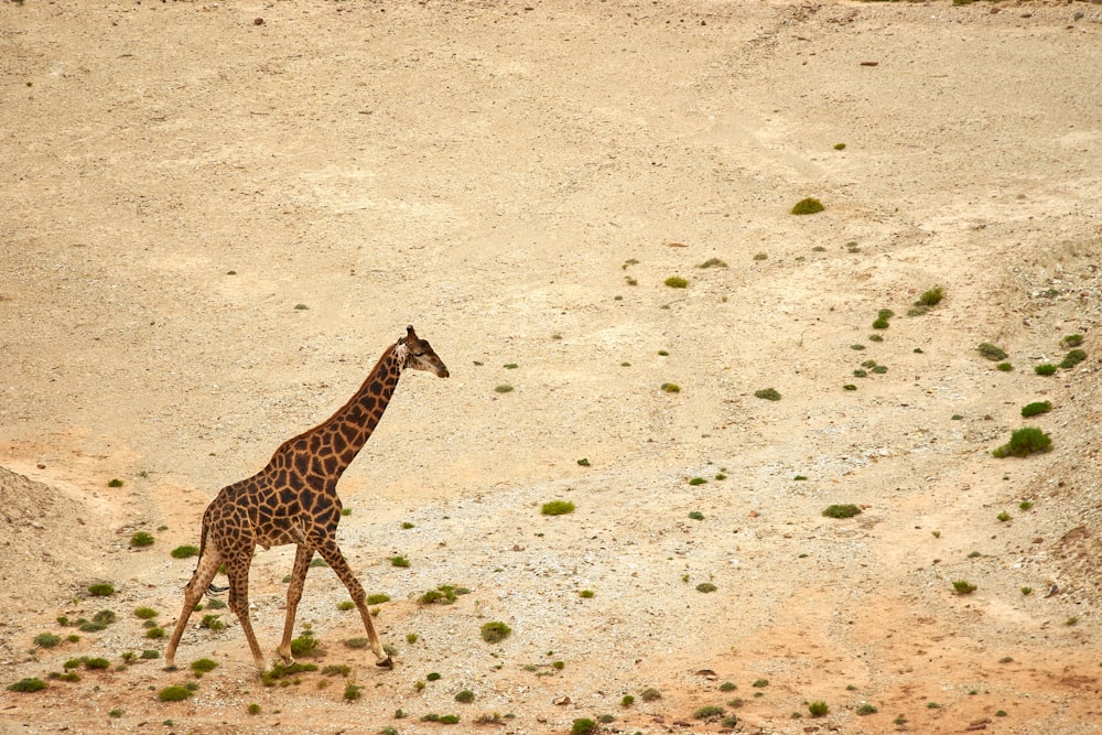 brown giraffe walking on brown sand during daytime