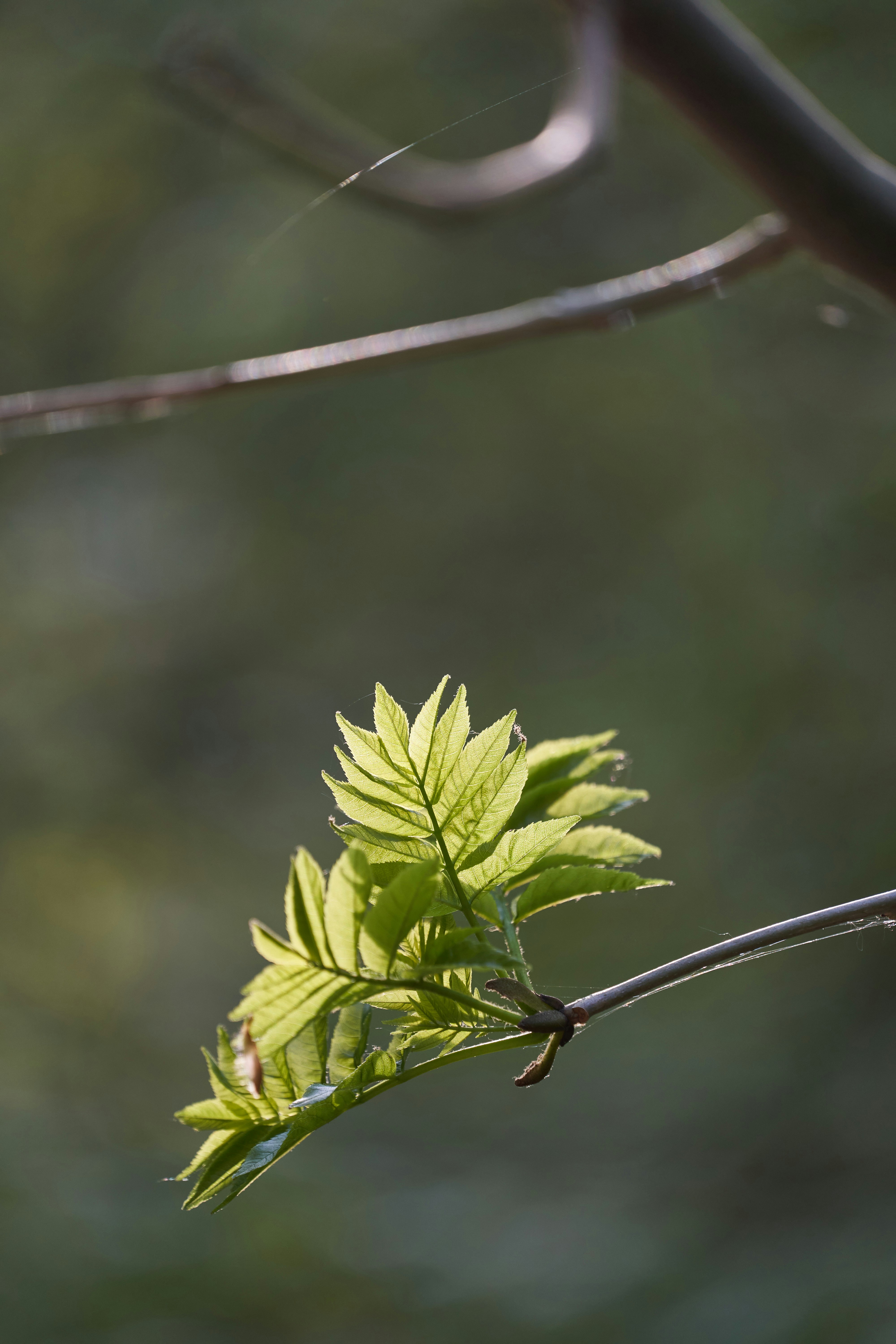 Photo by wolfgang_hasselmann