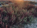 Omani myrrh shrubs thriving under natural sunlight in desert terrain.