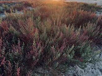 A group of volunteers planting native shrubs in a sunlit barrens landscape with wildflowers blooming.