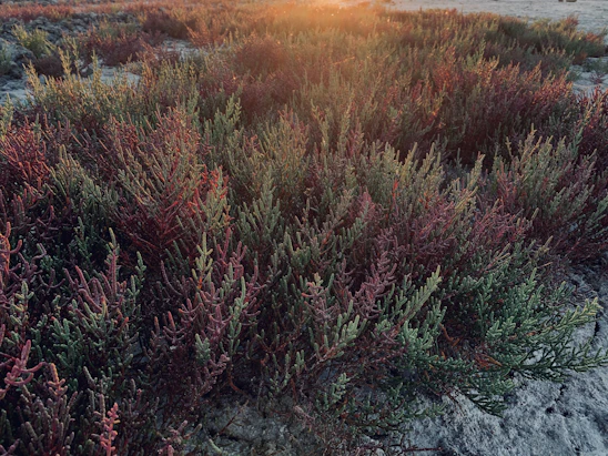 A group of volunteers planting native shrubs in a sunlit barrens landscape with wildflowers blooming.