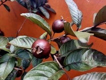 A close-up view of several dark brown, round fruits attached to a branch surrounded by lush green leaves. The background has a rustic, warm orange tone, enhancing the natural and earthy feel of the image.