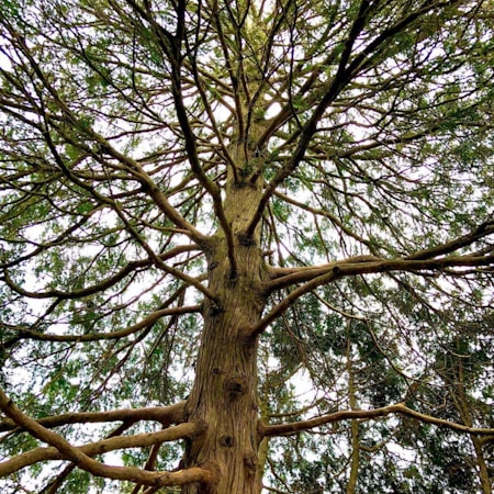 A majestic tree extends its branches upward and outward, showcasing a detailed pattern of limbs and leaves. The perspective from below emphasizes the height and grandeur of the tree. Bright green leaves contrast with the textured, rugged bark of the trunk, creating a natural, organic spectacle.
