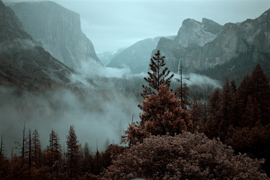 green and brown trees near mountain during daytime