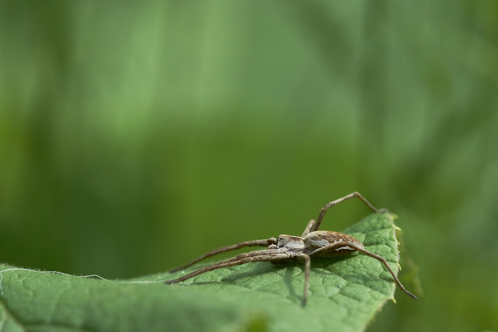 brown and black spider on green leaf