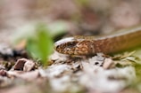 Side view of a rattlesnake blending into dry leaves on the ground.