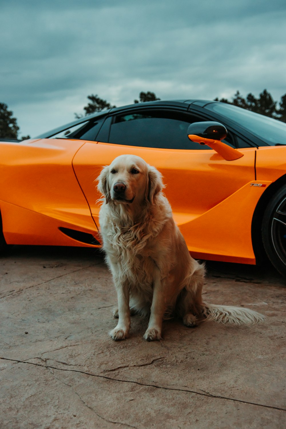 golden retriever sitting beside orange car