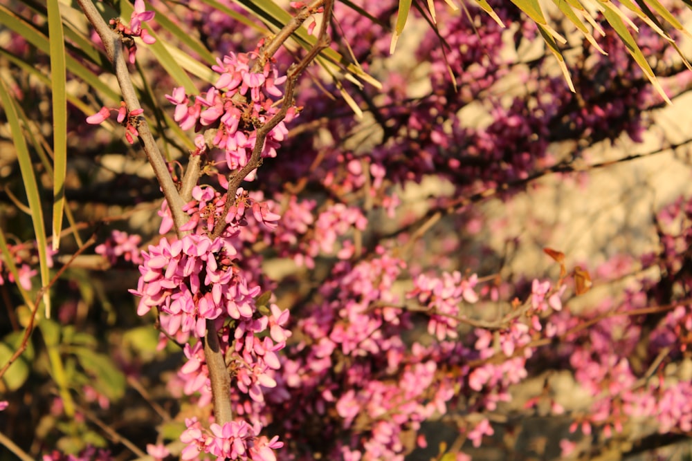 pink flowers in tilt shift lens