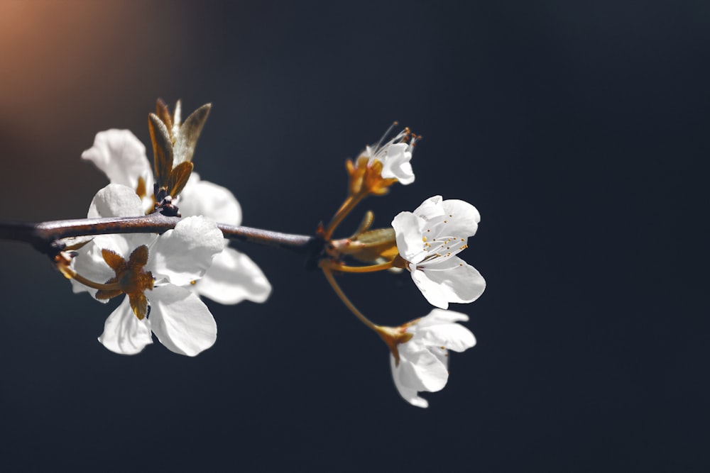 white cherry blossom in bloom close up photo