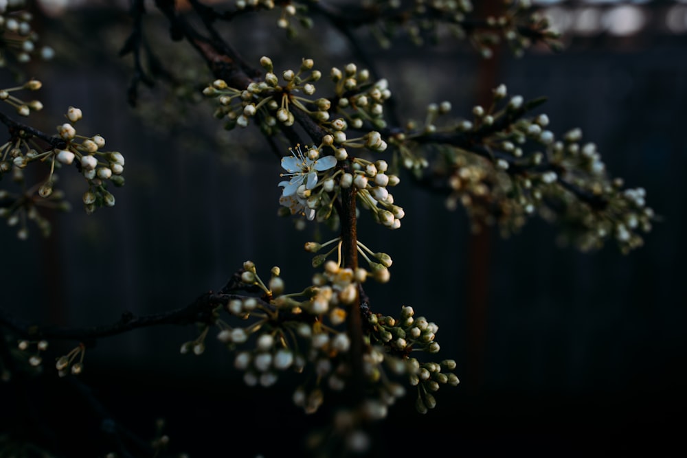 white flower buds in tilt shift lens