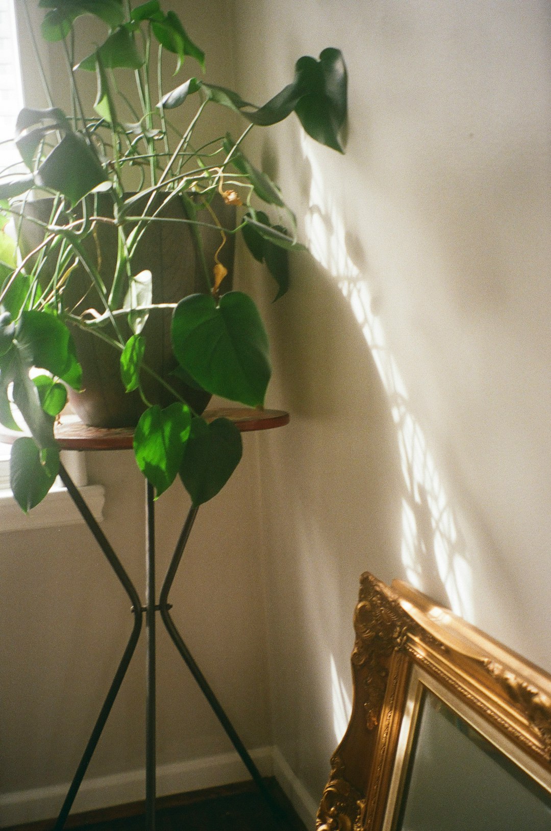 green plant on black pot