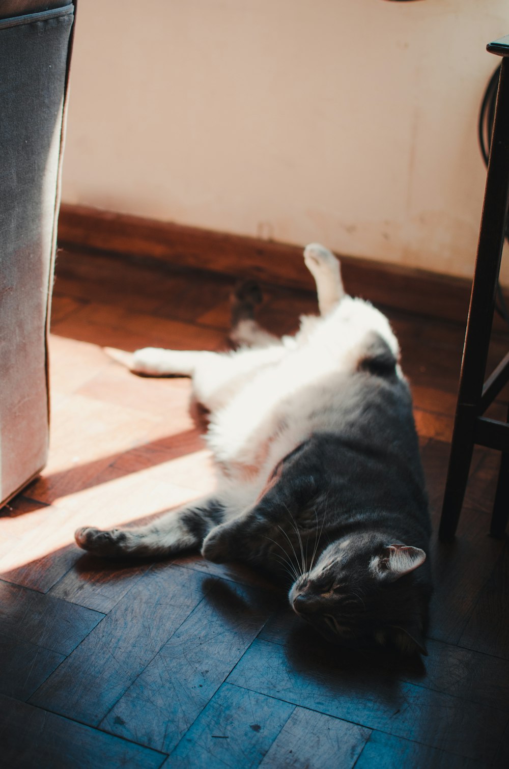 black and white cat lying on brown wooden floor