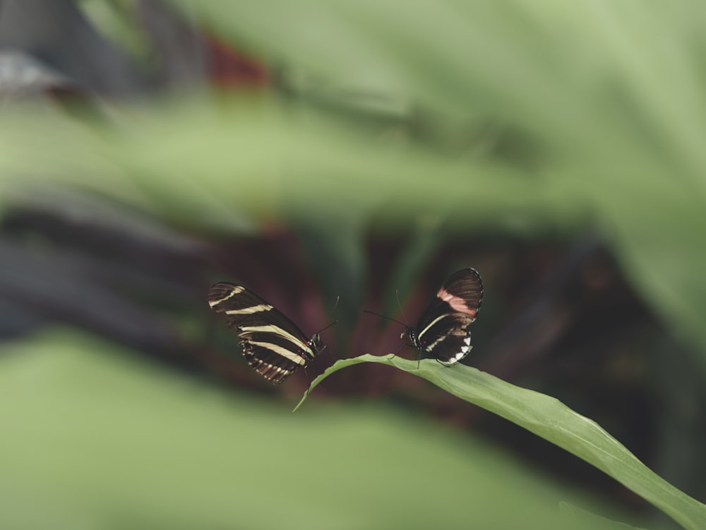 black and white butterfly perched on green leaf in close up photography during daytime