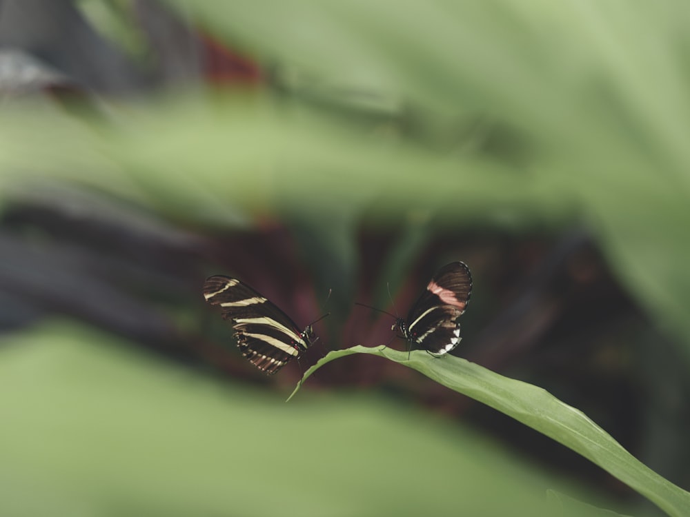 낮 동안 클로즈업 촬영에서 녹색 잎에 앉은 흑백 나비