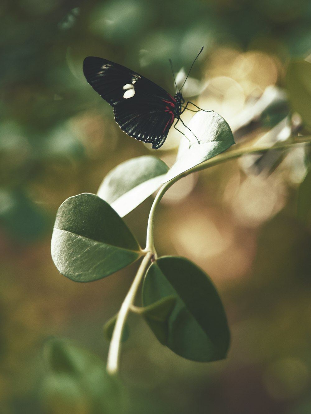 black and white butterfly on green leaf