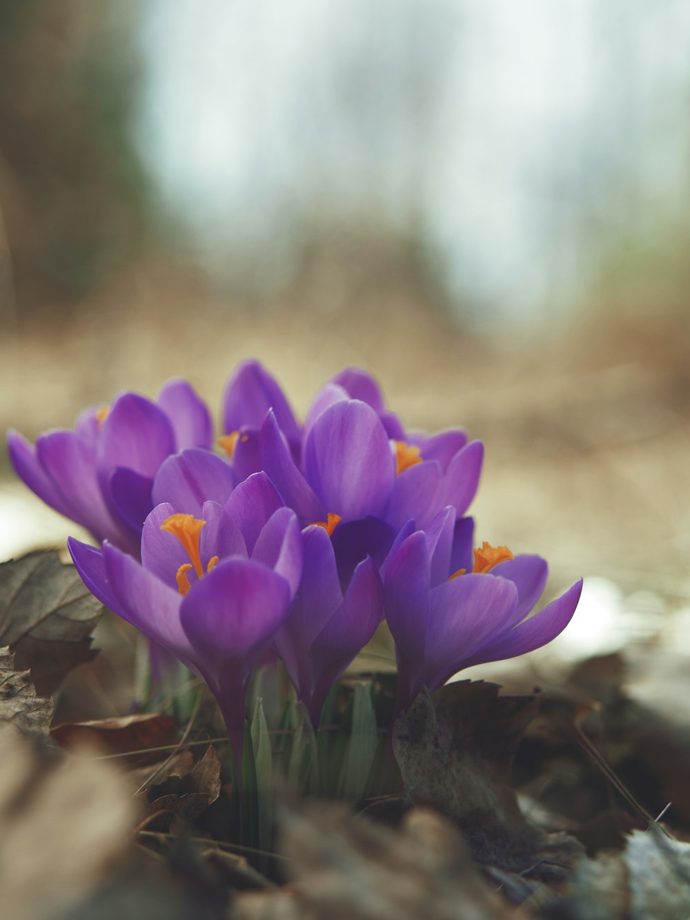 purple crocus flowers in bloom during daytime