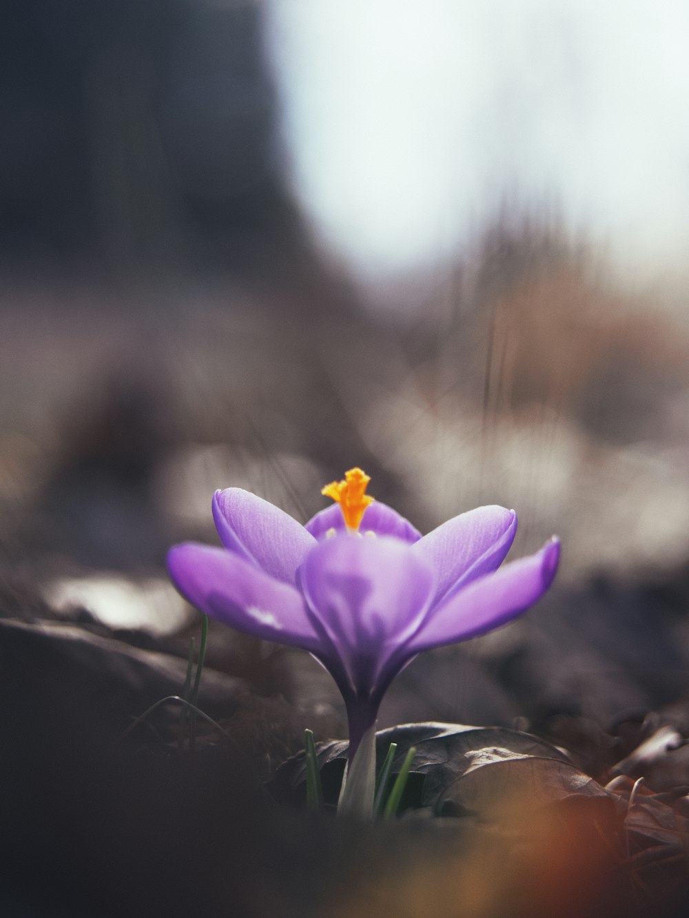 purple crocus in bloom during daytime