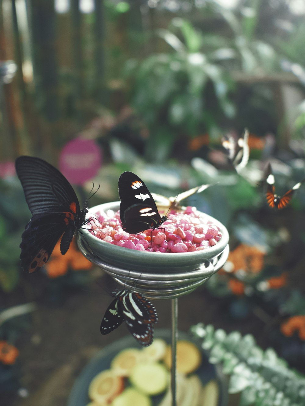 schwarzer Schmetterling auf roter und weißer runder Frucht auf weißer Keramikschale