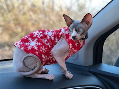 A hairless cat wearing a red and white snowflake-patterned sweater is sitting on a car dashboard. The background shows a blurry, outdoor natural setting.