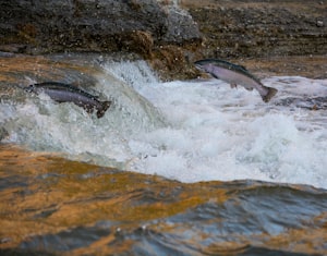 科学家联合原住民调查BC省大型山体滑坡以及其对鲑鱼的影响
