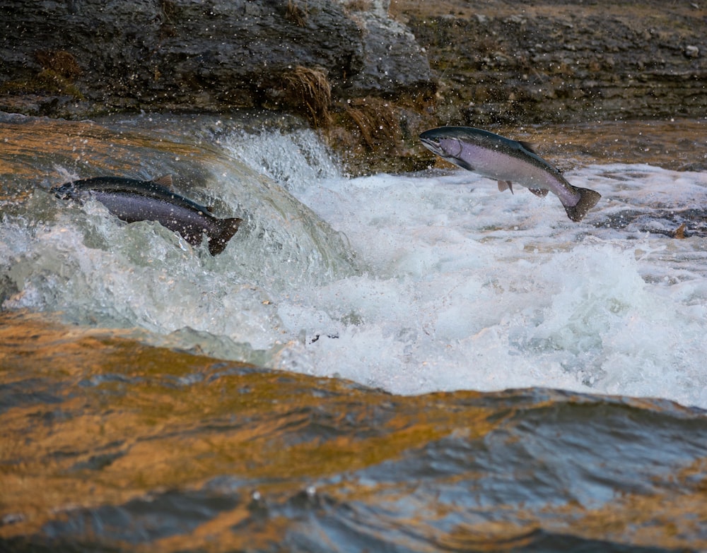 Graufische tagsüber auf dem Wasser