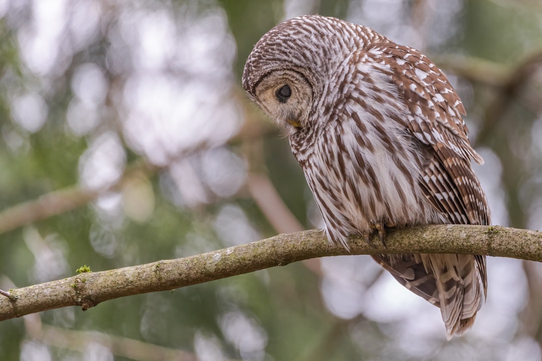 brown owl perched on brown tree branch during daytime