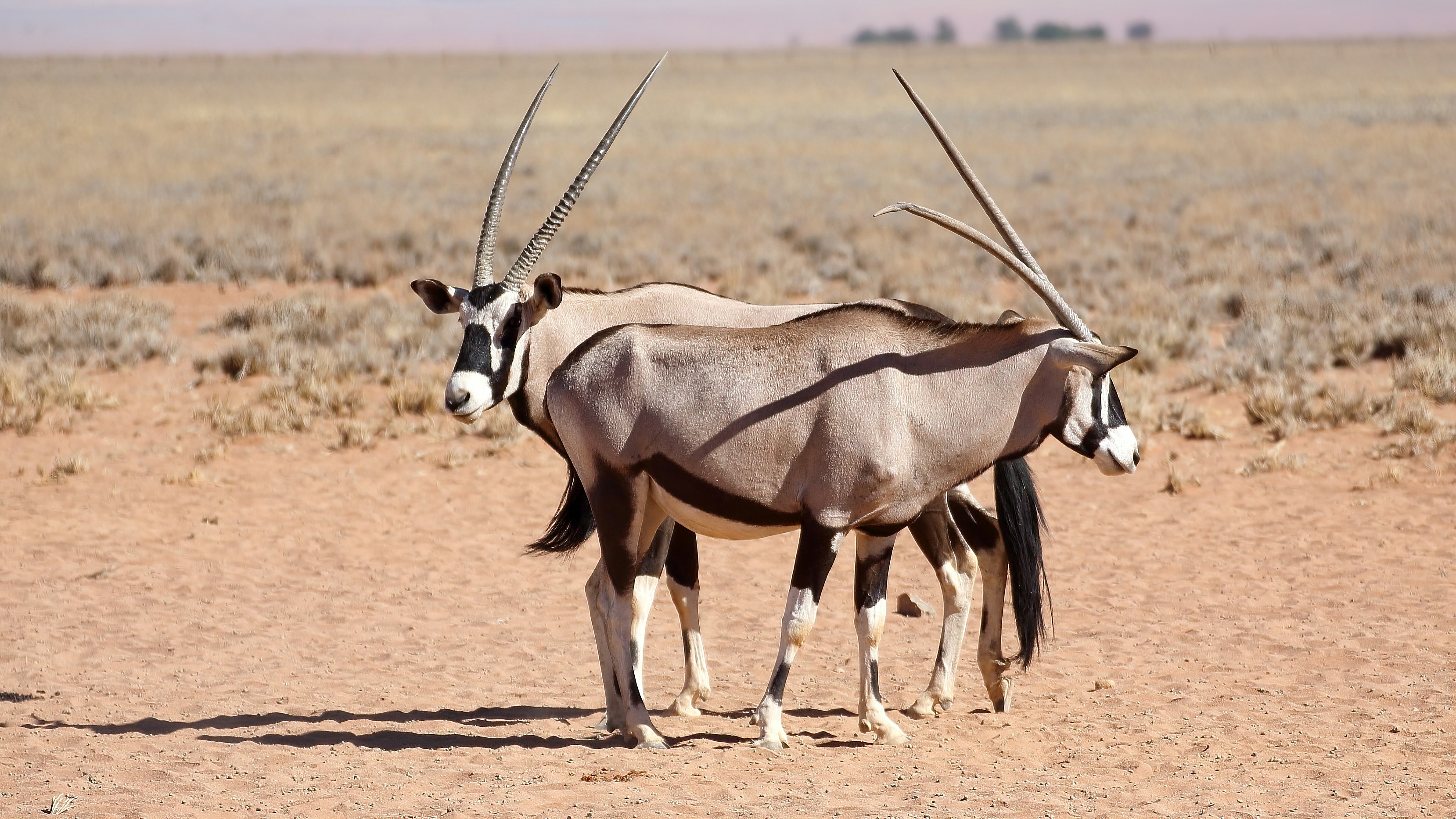 brown and white animal on brown field during daytime