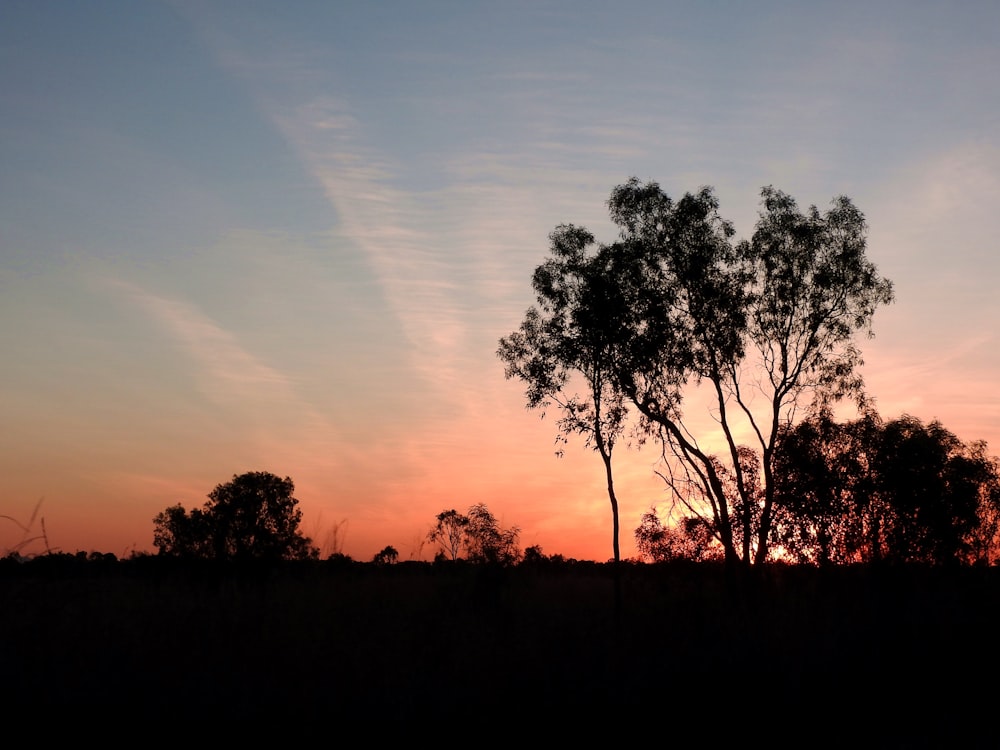 silhouette of trees during sunset